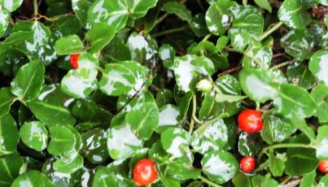 Partridge Berry as a Non-Aggressive, Pest-Resistant Groundcover Image